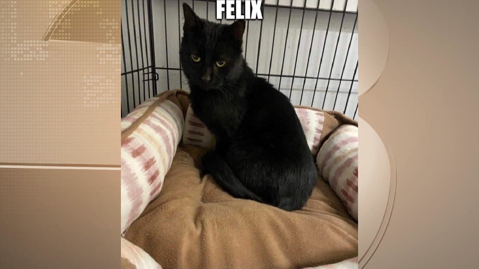 Pets of the Week: December 9, 2021